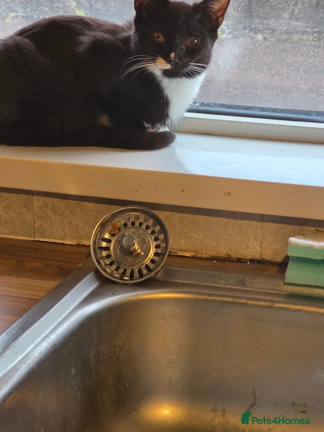 Domestic Shorthair cats for sale: 4 cats to be rehomed in Ashington - Advert 1