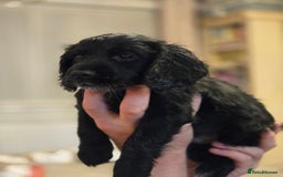 Cocker Spaniel dogs for sale: Last Cocker Boy ready to leave now - Image 2