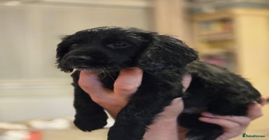 Cocker Spaniel dogs - Advert 14