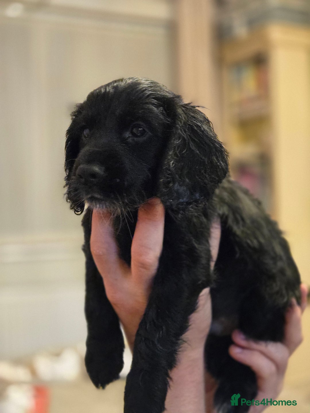 Cocker Spaniel dogs for sale: Last Cocker Boy ready to leave now - Image 2