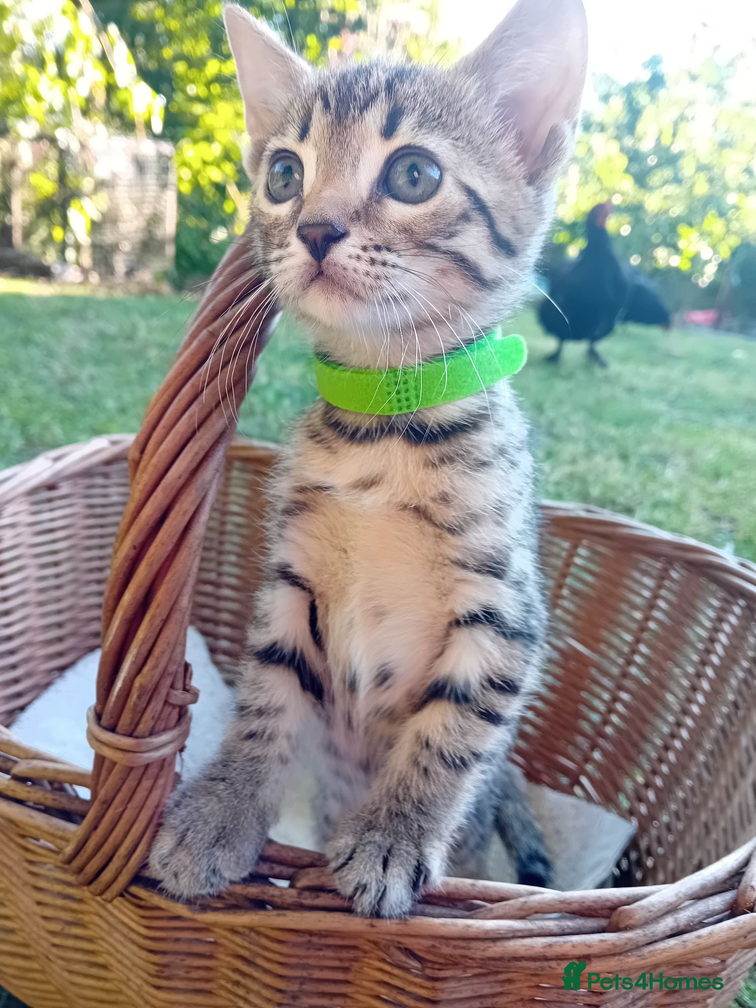 Bengal cats Bengal × Blue British Shorthair Kittens Ready Now - Advert 12