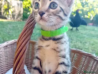 Bengal cats Bengal × Blue British Shorthair Kittens Ready Now - Advert 3