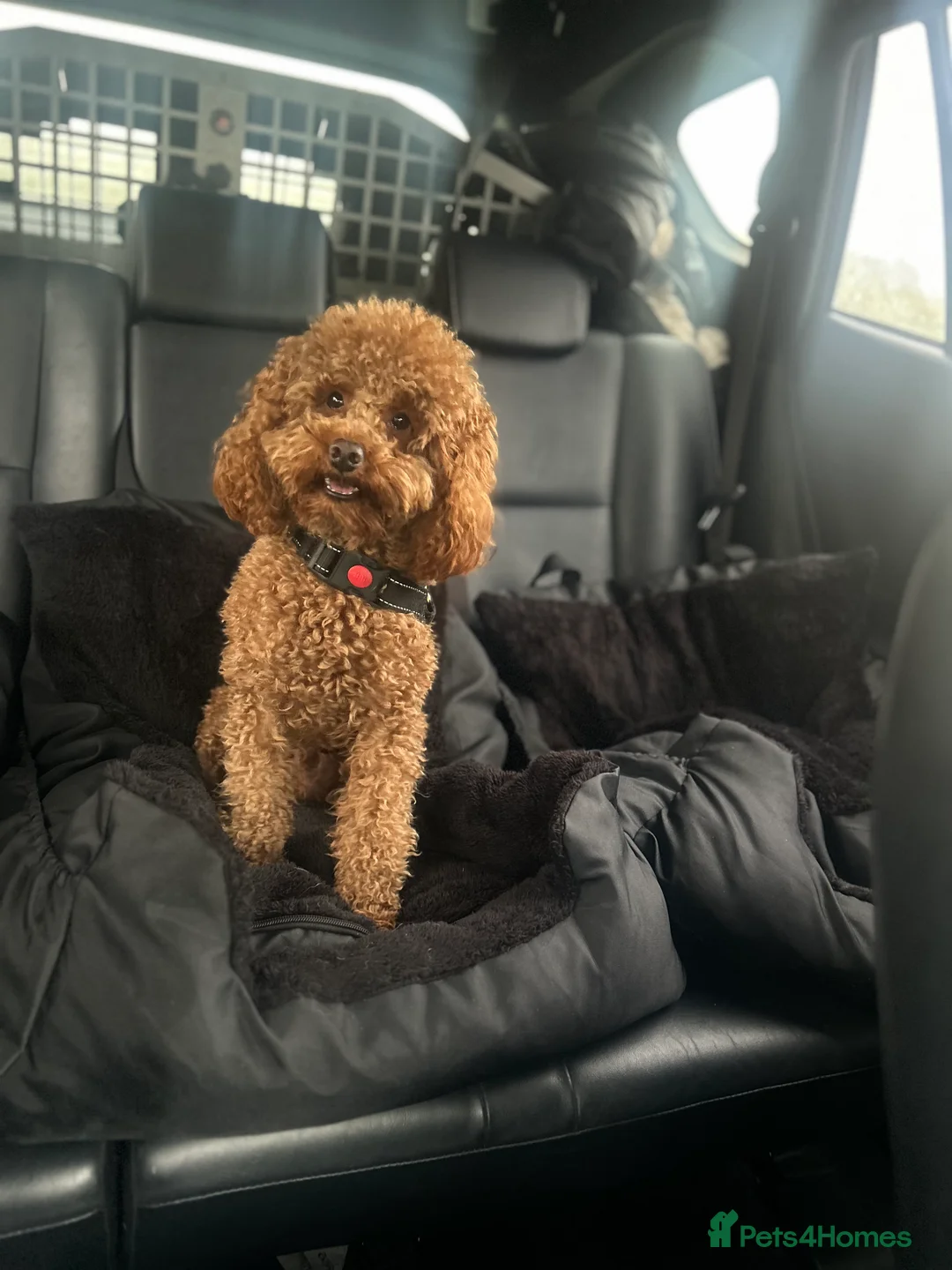 Toy Poodle dogs for stud: Kc Health tested fox red Toy poodle for stud - Advert 38