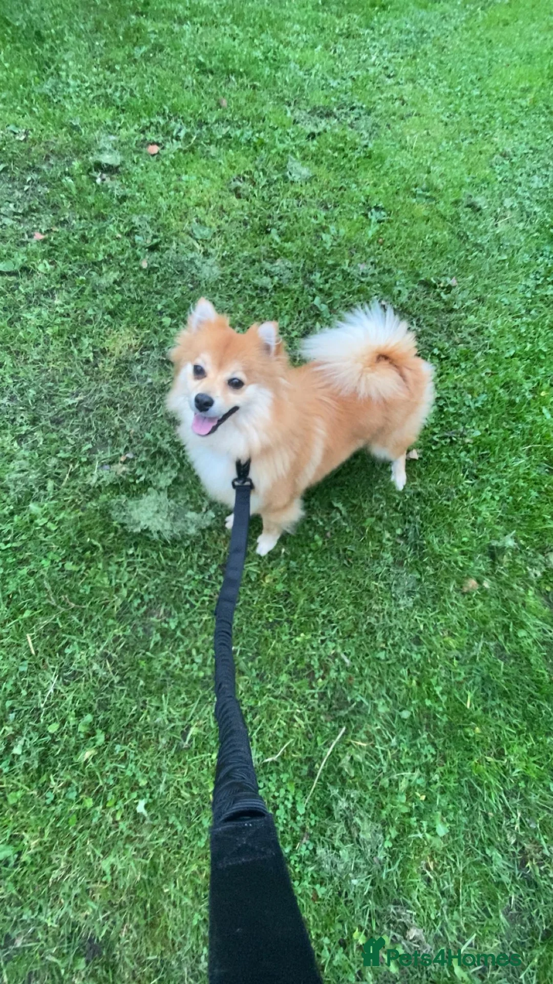 Pomchi dogs for sale: Lexi  - Advert 2