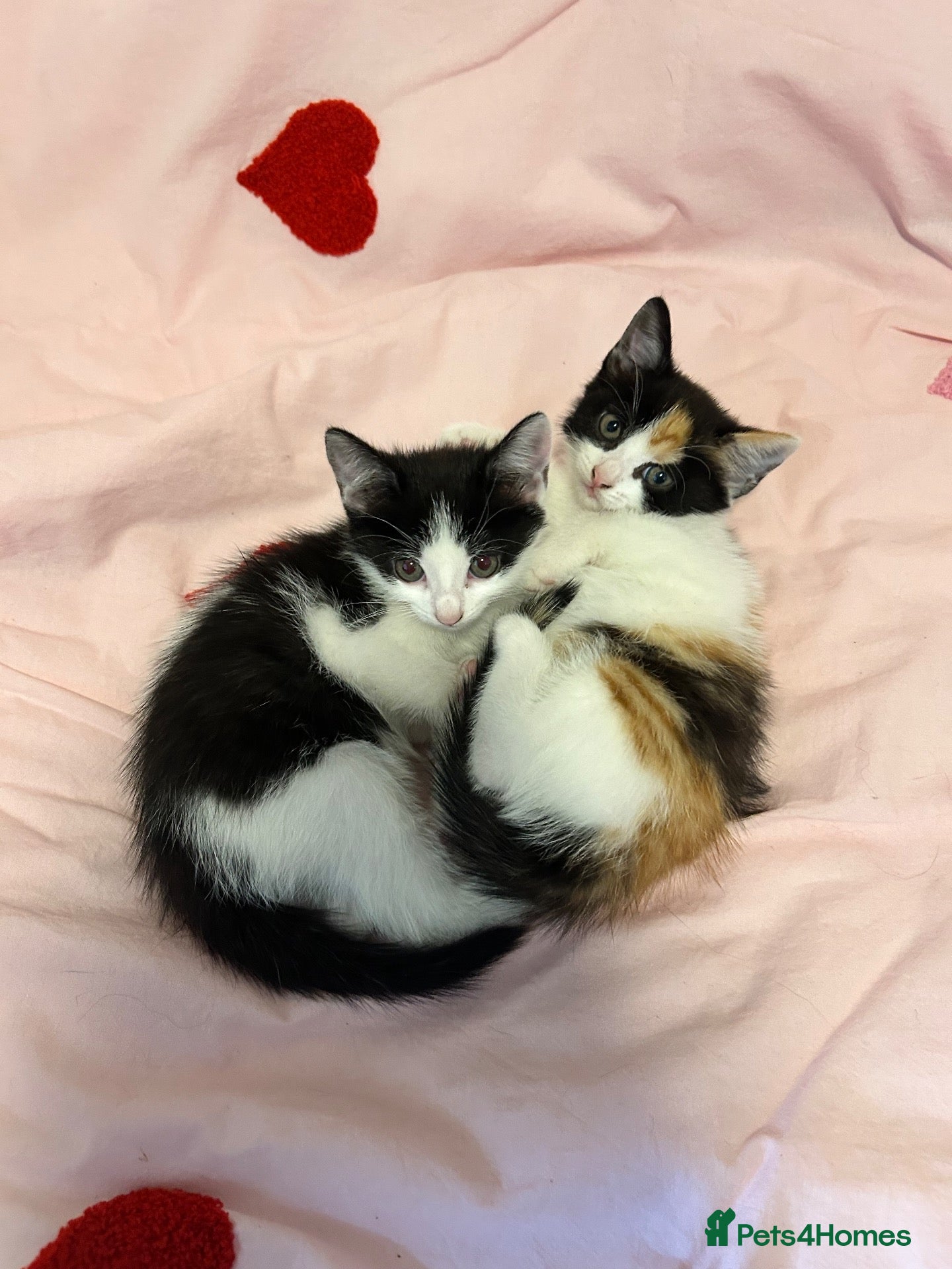 Mixed Breed cats 2 lovable kittens for sale - Advert 1