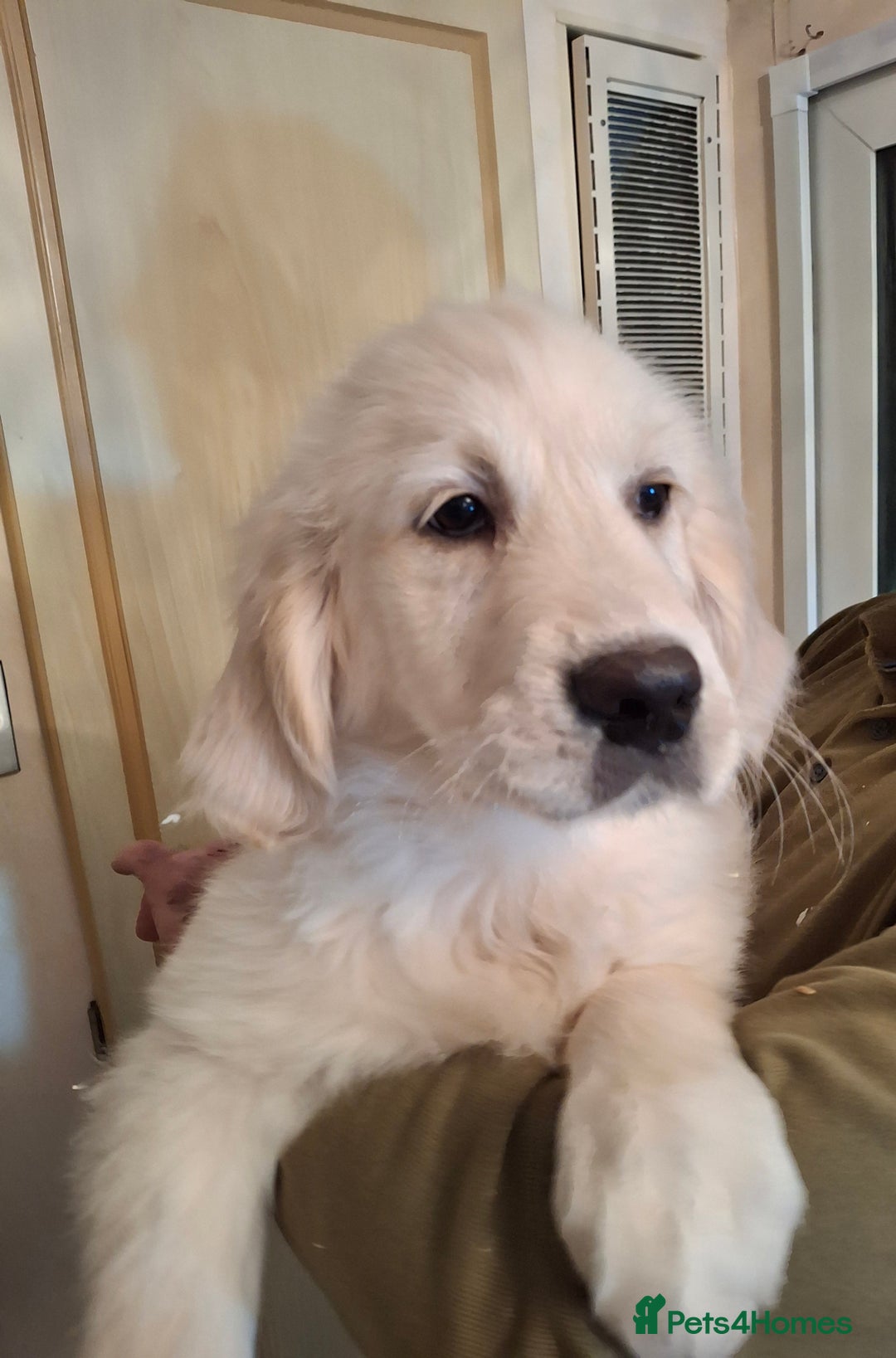 Golden Retriever dogs for sale: KC Registered Golden Retreiver Puppies  - Advert 10