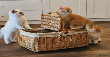 British Shorthair cats - Advert 8