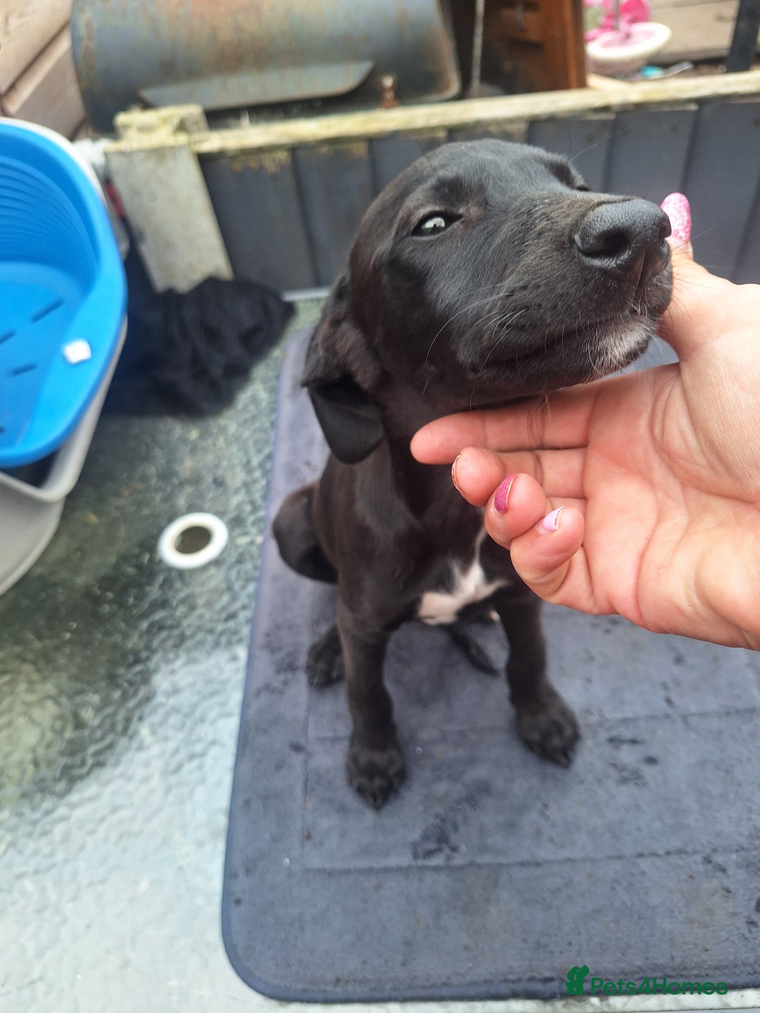 Mixed Breed dogs for sale: Beautiful whippet first cross puppies - Image 11