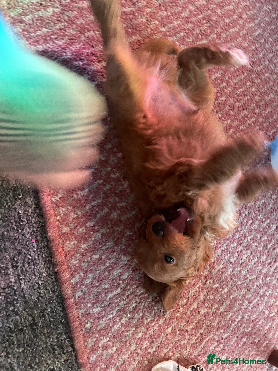 Toy Poodle dogs for sale: Toy poodle puppies  - Advert 9