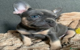 French Bulldog dogs for sale: Adorable 7 week old frenchie puppies - Image 13