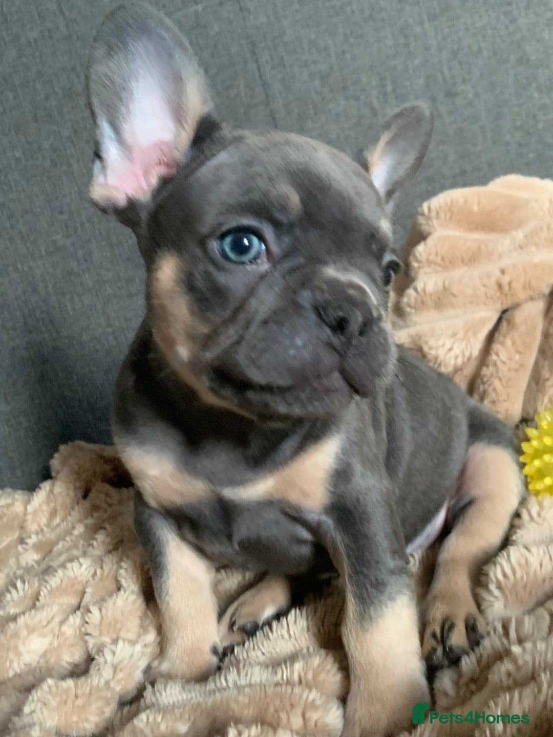 French Bulldog dogs for sale: Adorable 7 week old frenchie puppies - Image 13