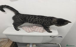 Domestic Shorthair cats for sale: Mario - Image 4
