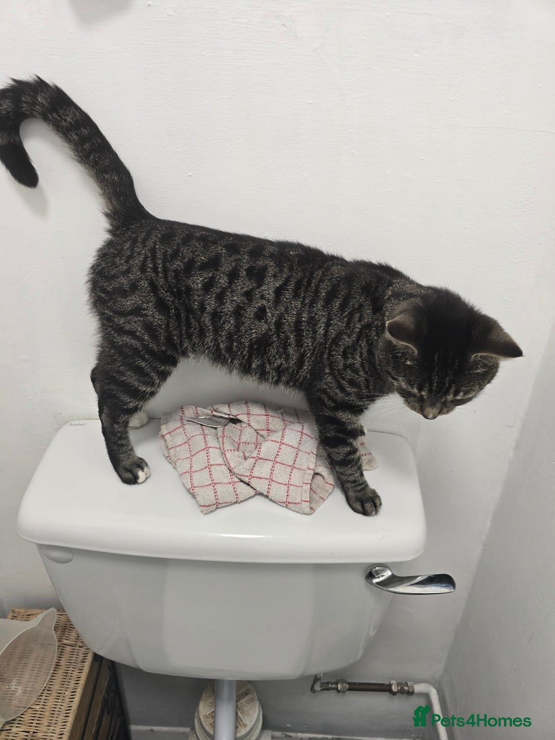 Domestic Shorthair cats for sale: Mario - Image 4