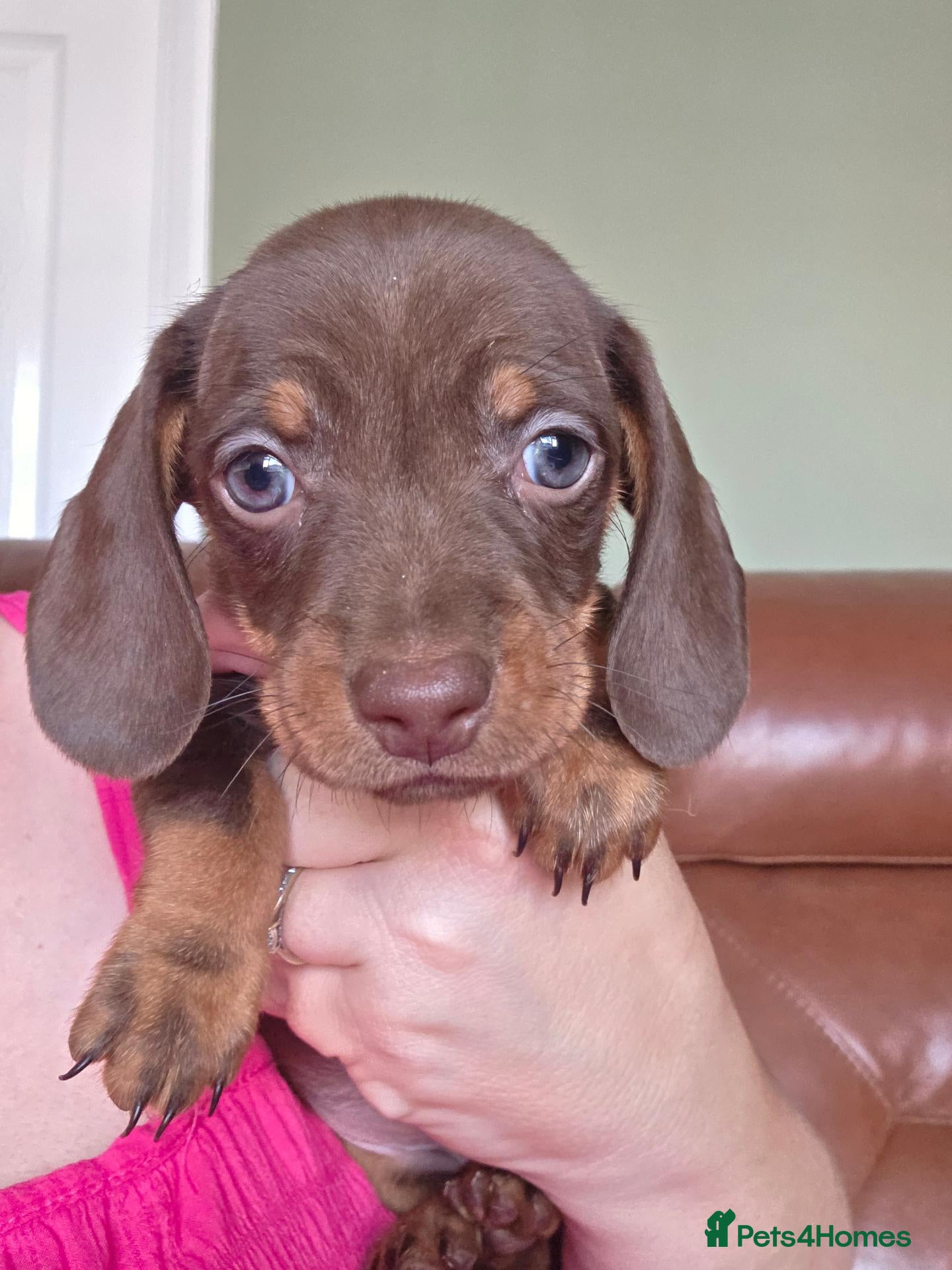 Miniature Dachshund dogs 4 girls  - Advert 2