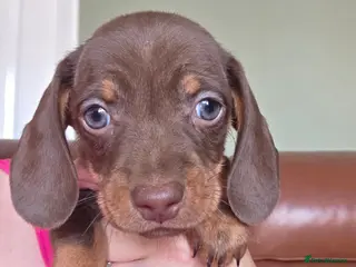 Miniature Dachshund dogs 4 girls - Advert 2