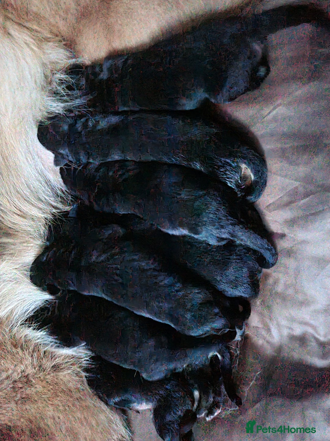 German Shepherd dogs for sale: Germany Shepherd pups - Image 3