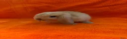 Mini Lop rabbits for sale: Pure Mini Lops [BOYS] - Advert 4