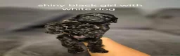 Cavapoo dogs for sale: Beautiful litter of Cavapoo puppies in Newton Aycliffe - Advert 3