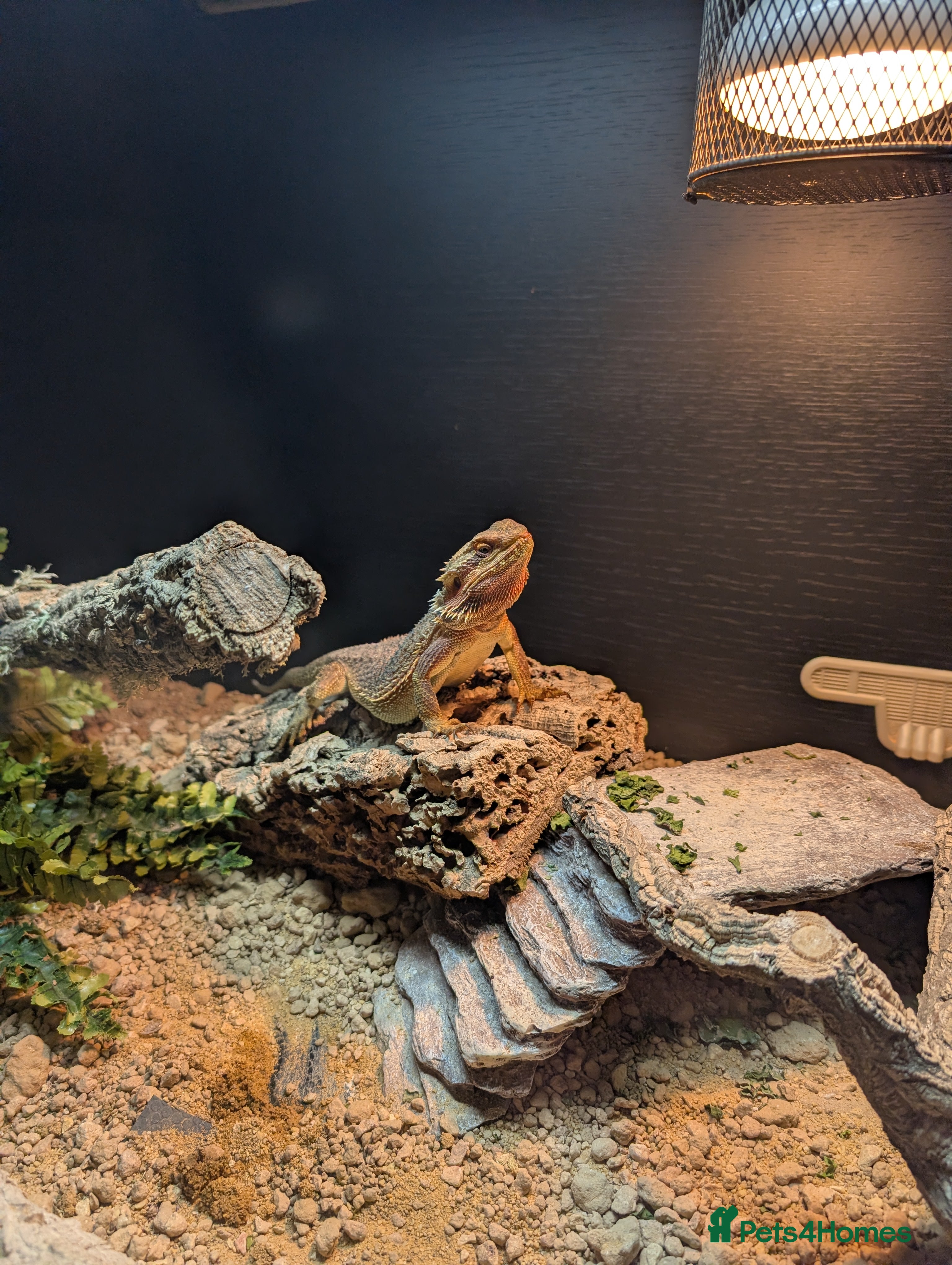 Bearded Dragon reptiles Bearded dragon - Advert 3