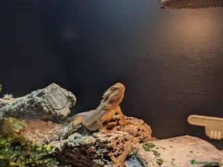 Bearded Dragon reptiles Bearded dragon - Advert 5