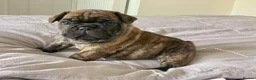 French Bulldog dogs for stud: Red fawn Dicar sired silver health tested in Edinburgh - Advert 16