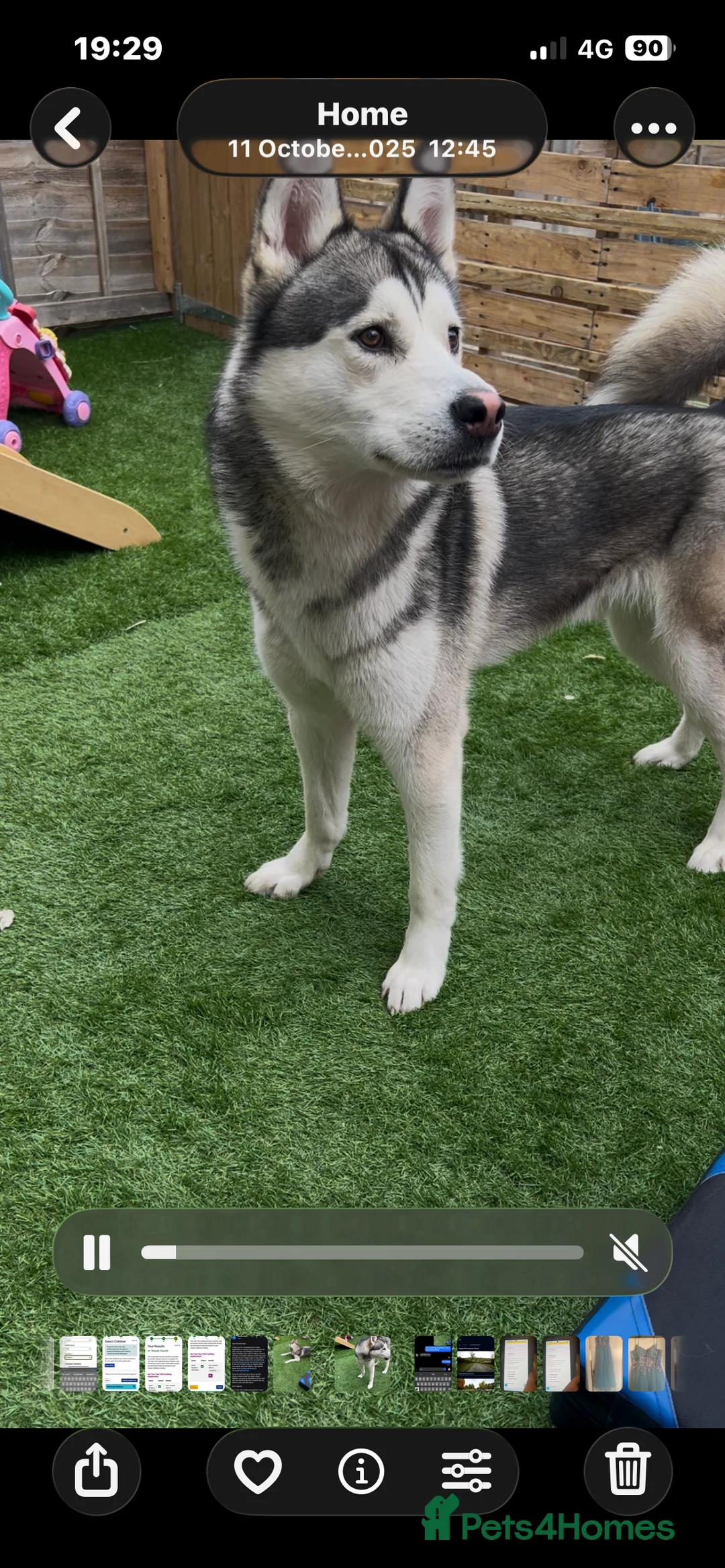 Siberian Husky dogs for sale:  Siberian husky shadow in Evesham - Advert 6