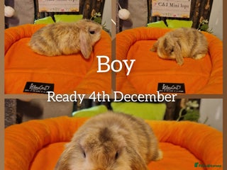 Mini Lop rabbits Mini lop kits ready now - Advert 1