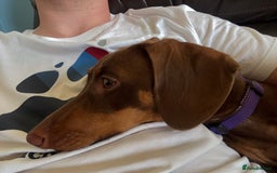 Miniature Dachshund dogs for sale: Smooth haired mini daschund chocolate and tan - Image 9