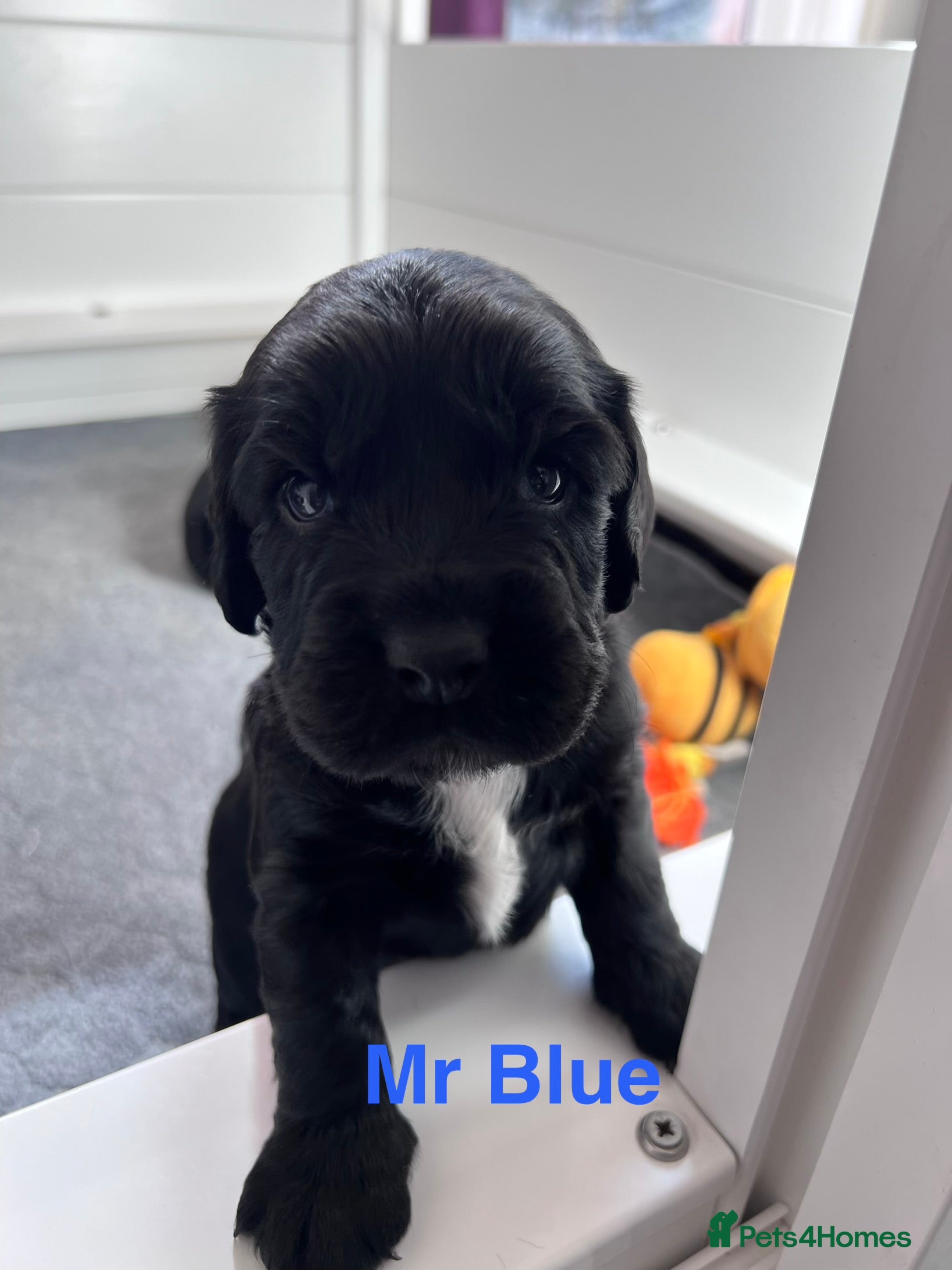 Sprocker dogs Adorable Sprocker Spaniel puppies Leeds - Advert 8