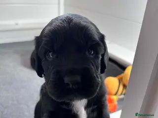 Sprocker dogs Adorable Sprocker Spaniel puppies Leeds - Advert 8