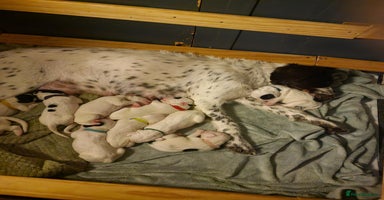 Mixed Breed dogs - Advert 9
