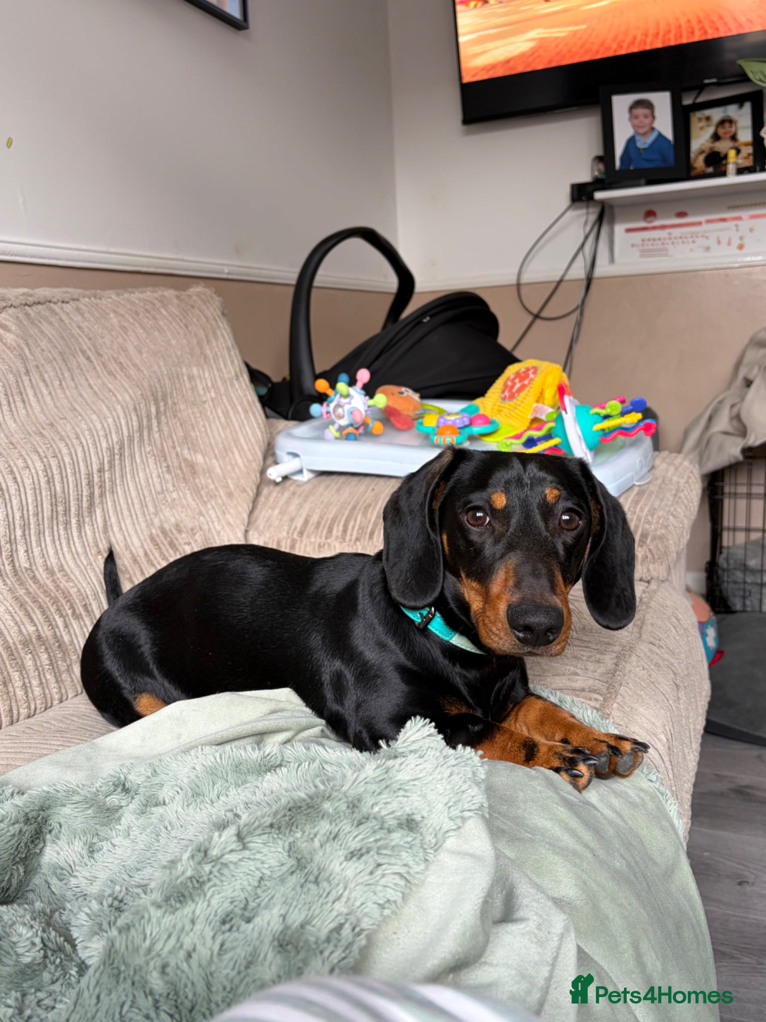 Dachshund dogs Dachshund puppy - Advert 1