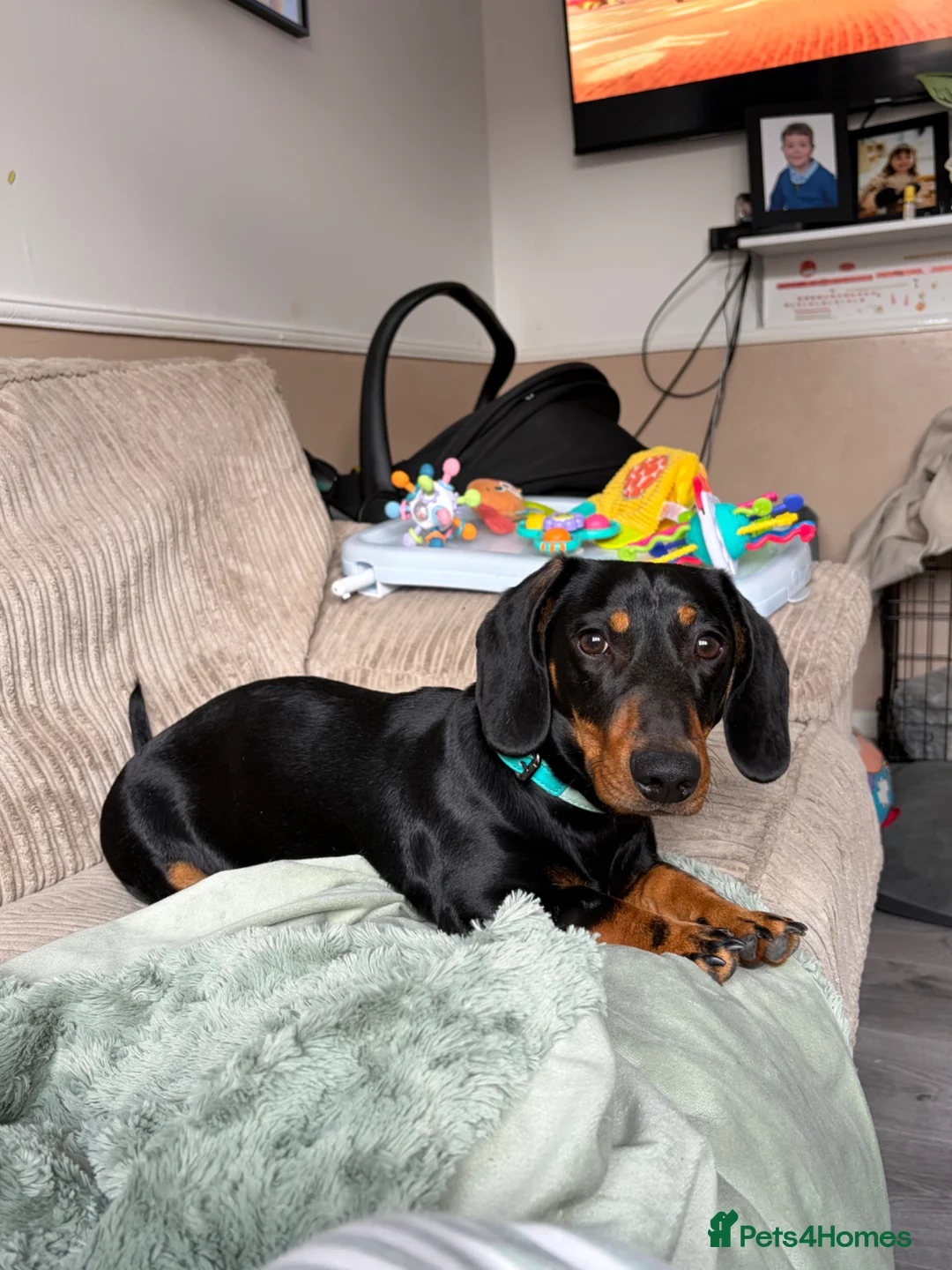 Dachshund dogs for sale: Dachshund puppy in Milton Keynes - Advert 1
