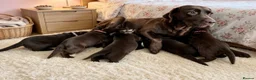 Labrador Retriever dogs for sale: STUNNING Chocolate Labrador Puppies  - Advert 6