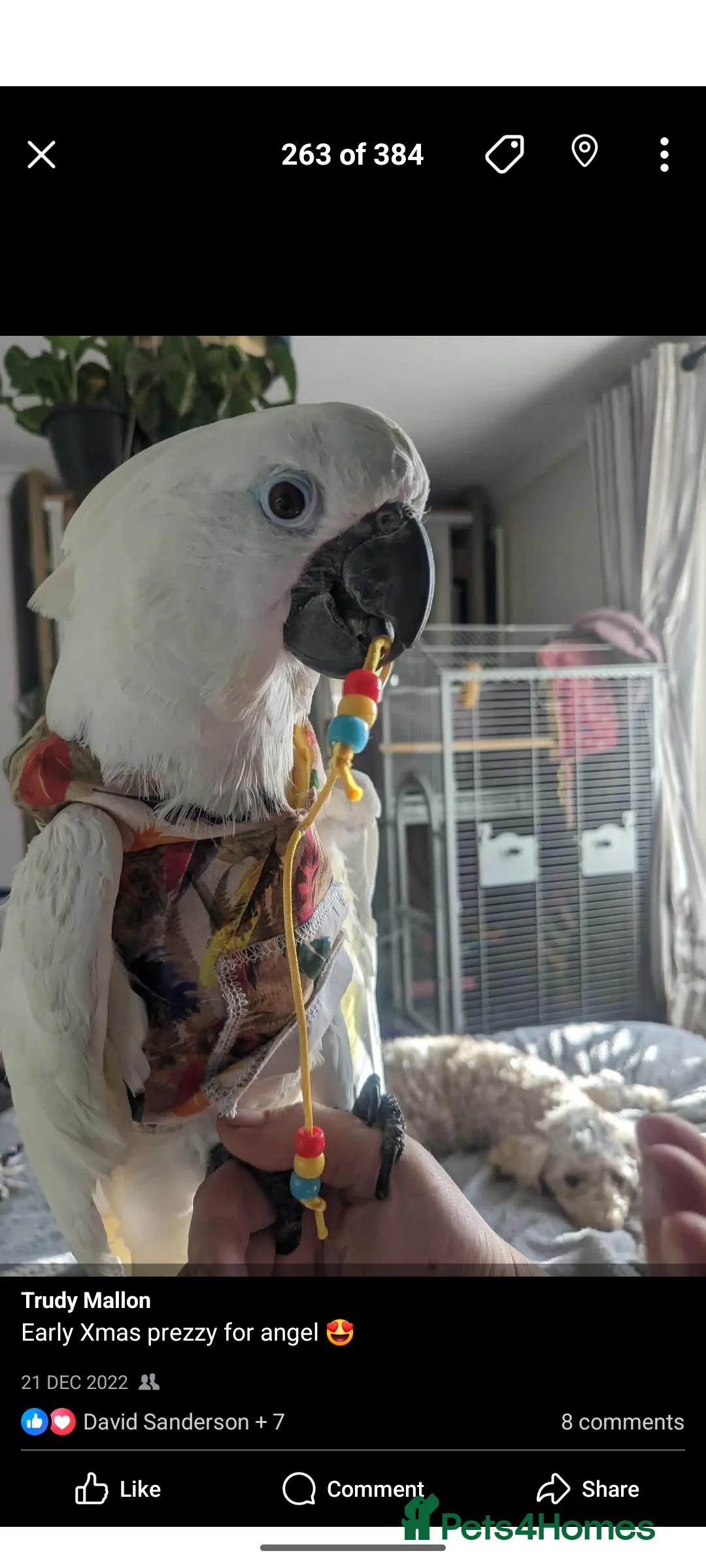 Cockatoo birds for sale: 14yo female umbrella cockatoo - Advert 6