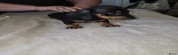 Dachshund dogs for sale: Dachshound  miniture puppies  - Advert 10