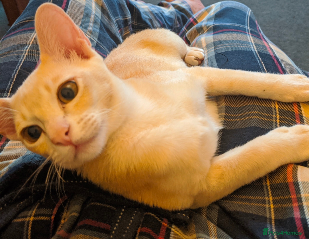 Burmese cats Burmese Red - Advert 3