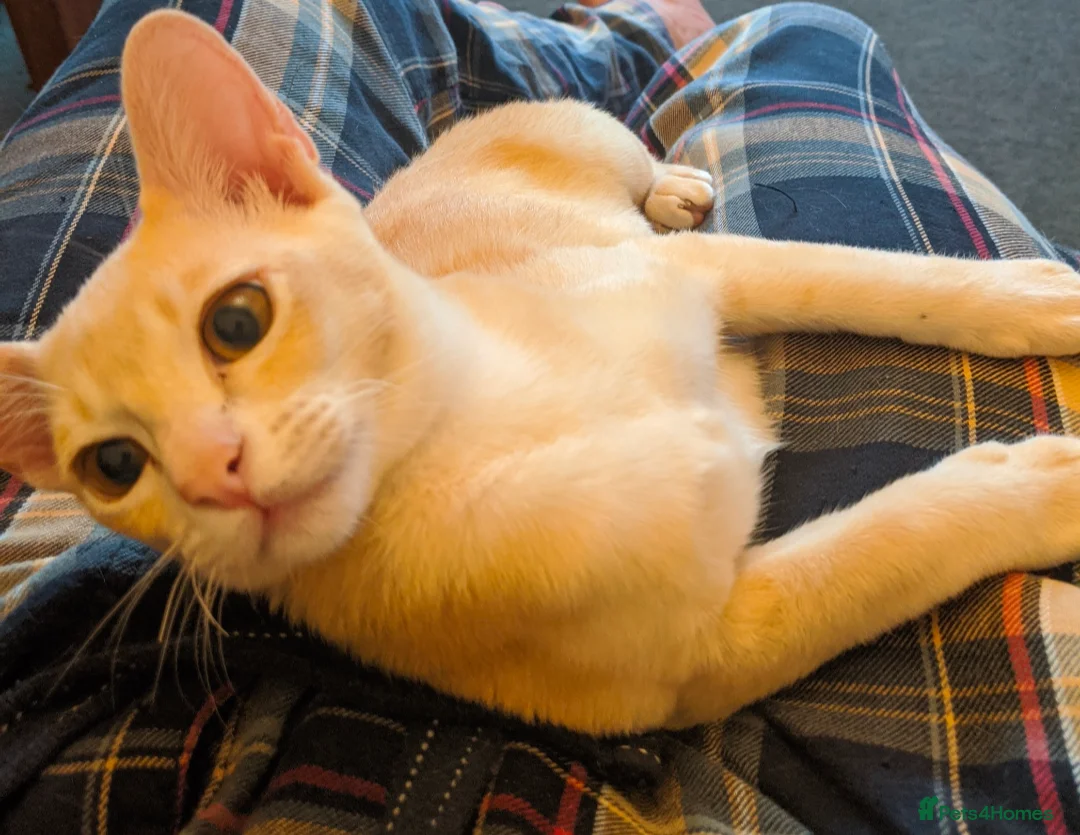 Burmese cats for sale: Burmese Red - Advert 1