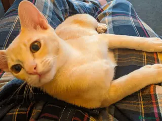 Burmese cats Burmese Red - Advert 3