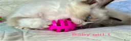 Ragdoll cats for sale: Socialised Baby Ragdoll Kittens ready now  - Advert 21