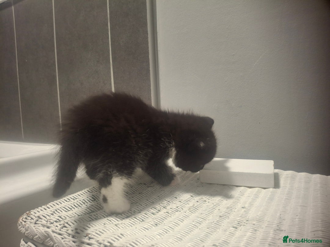 Mixed Breed cats for sale: 3 kittens  - Image 9