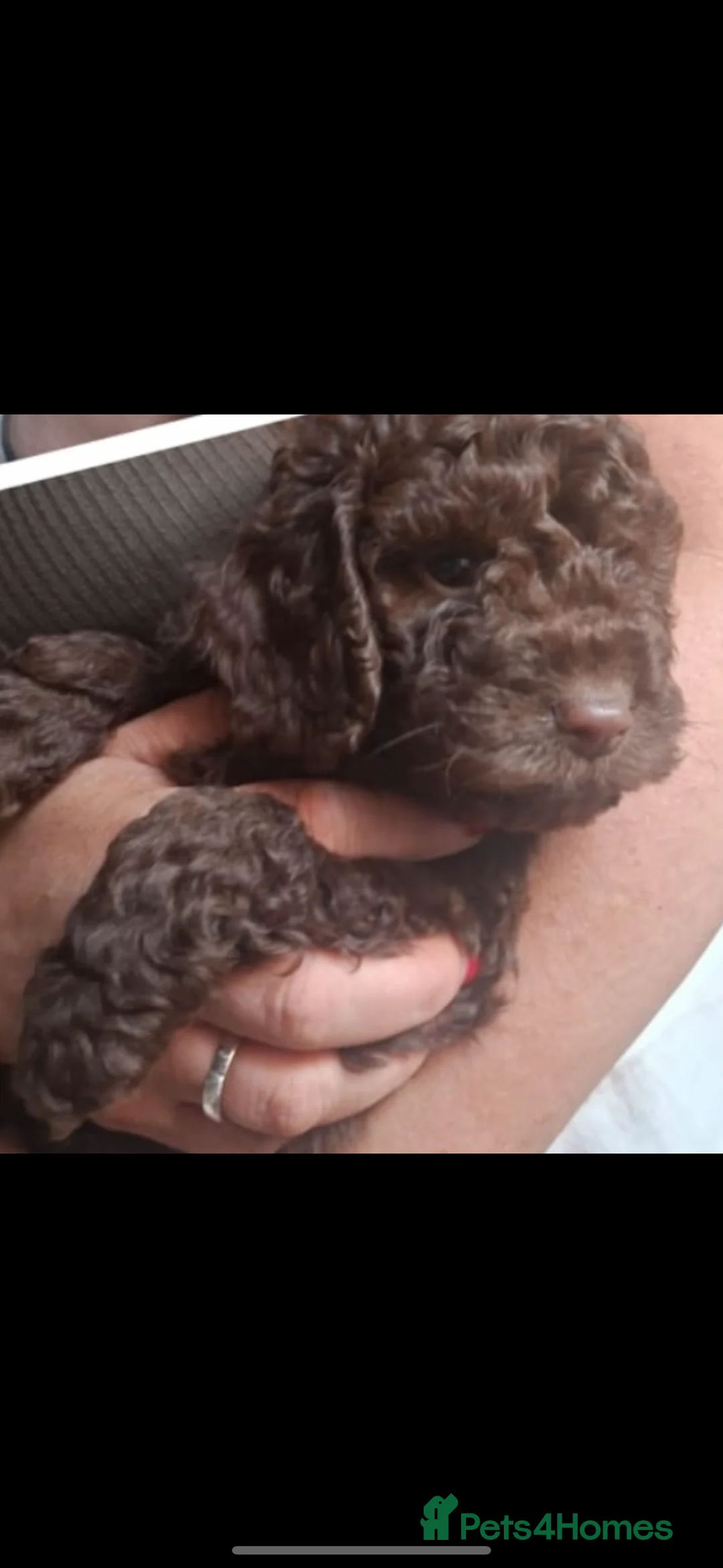Miniature Poodle dogs for sale: 2 stunning little cheeky gents left - Advert 2