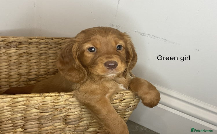 Cocker Spaniel dogs - Advert 7