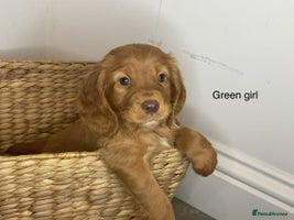Cocker Spaniel dogs - Advert 2