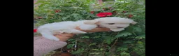 Coton De Tulear dogs for sale: Gorgeous Coton de Tulear puppies KC registered - Advert 5