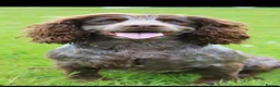 Cocker Spaniel dogs for sale: Working cocker spaniels  - Advert 10