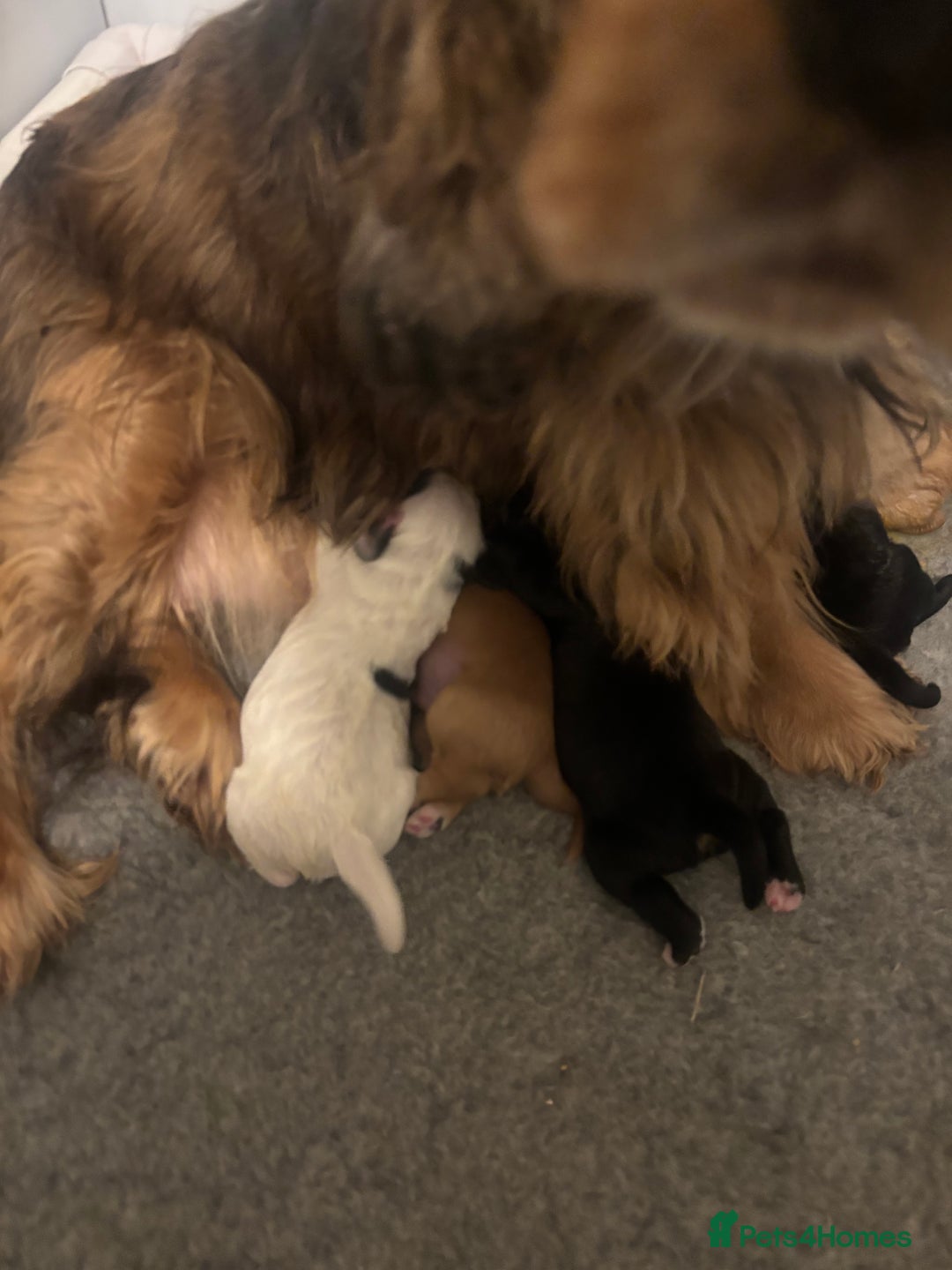 Cockapoo dogs for sale: Stunning F1 Cockapoos - Show H/Tested KC Parents!! - Advert 15