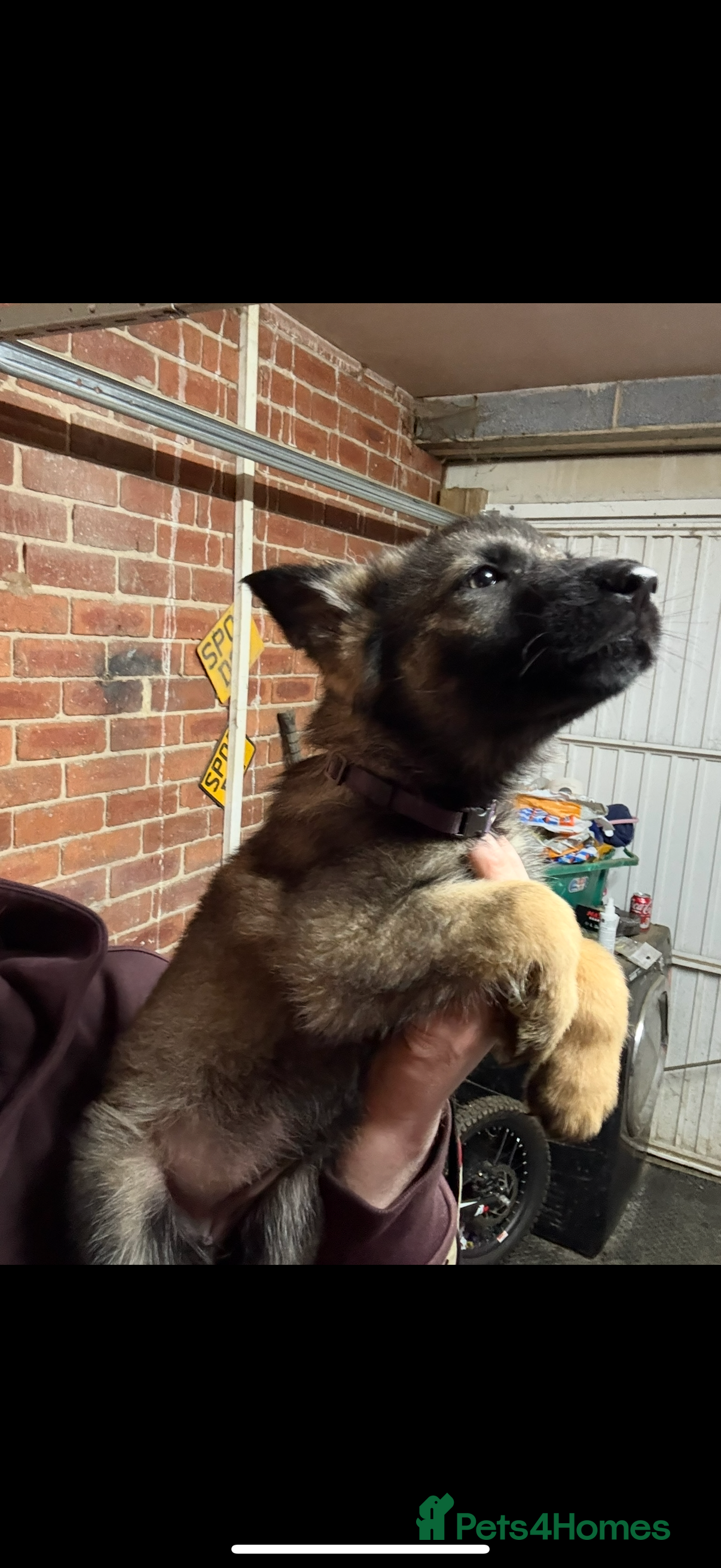 German Shepherd dogs German shepherd pups  - Advert 16