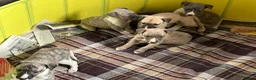 Whippet dogs for sale:  3 Male whippet pups available  - Advert 6