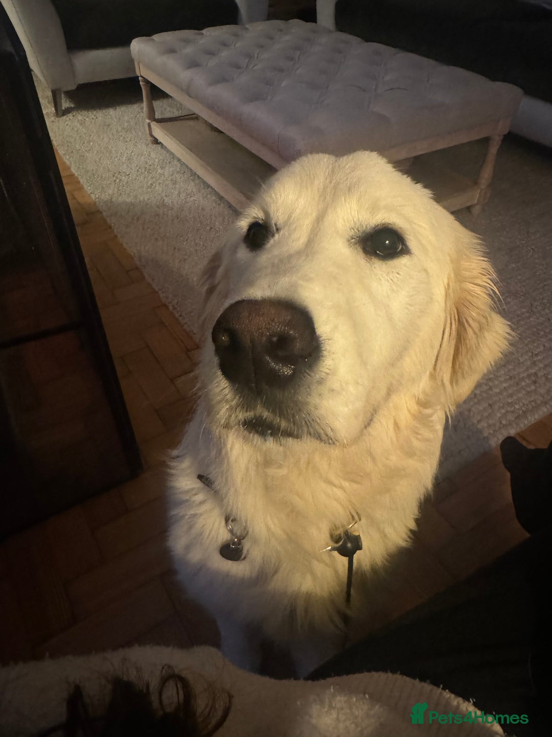 Golden Retriever dogs for sale: 1 year old advanced trained golden retriever  - Image 8